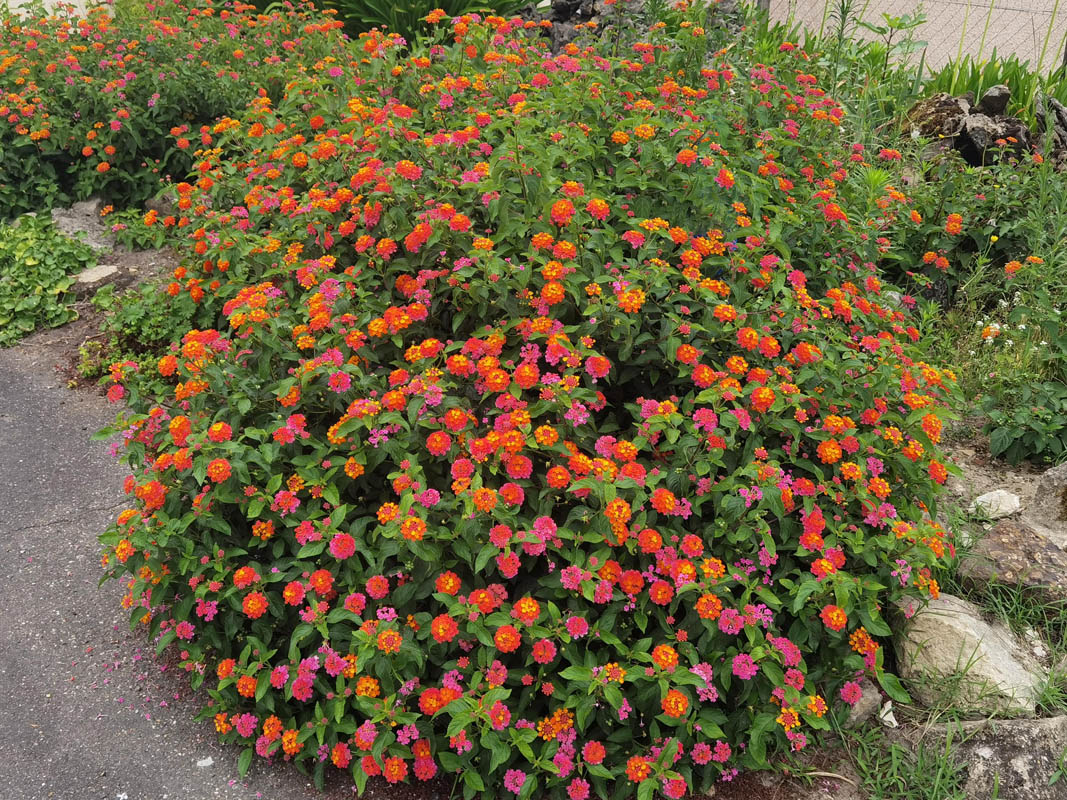 Lantana camara en fleurs sur un talus ensoleillé